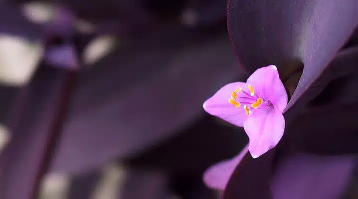 A close up of a purple flower