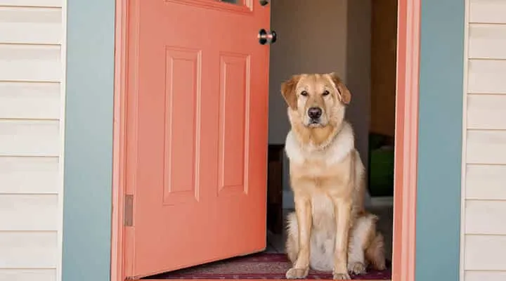 A dog sitting in front of a door