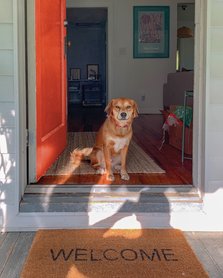 A dog sitting in front of a door