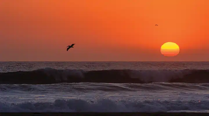 A bird flying over a body of water with a sunset in the background