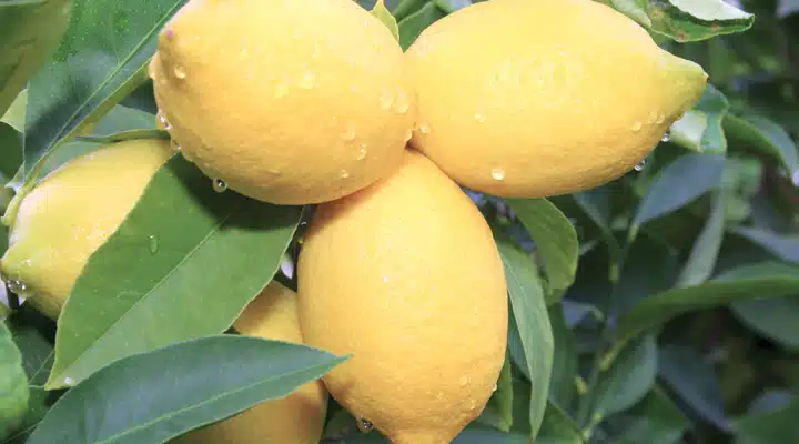 A close up of a fruit