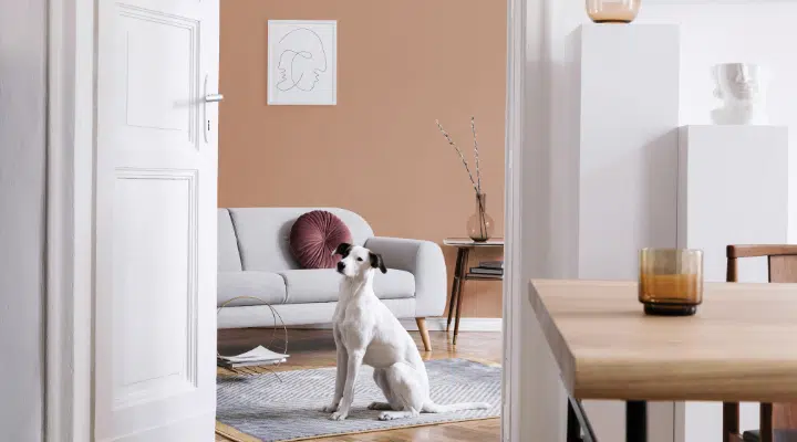 A dog sitting on a chair in front of a mirror